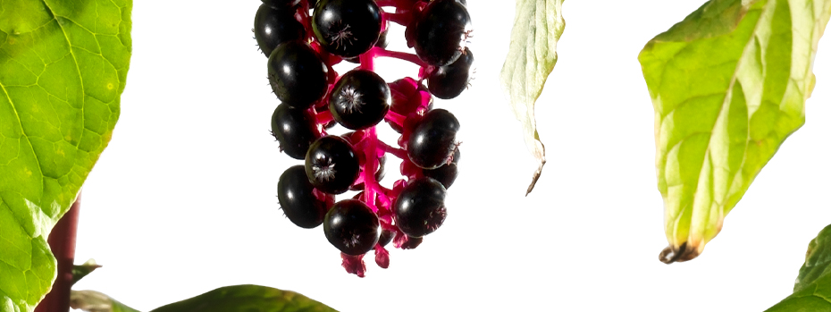 Kermesbeere